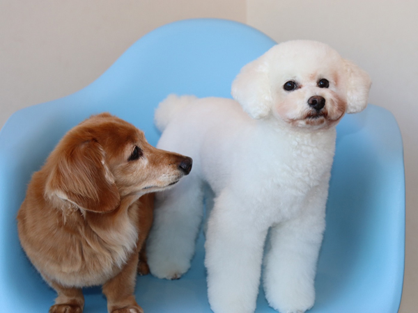 モデル犬卒業後、里親さん宅での様子♪～モアナちゃん～